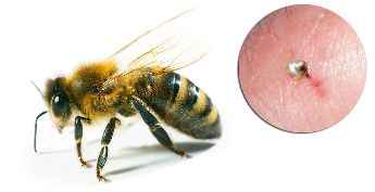 W skład Hondrostrong wchodzi jad pszczeli, który poprawia procesy metaboliczne w tkankach